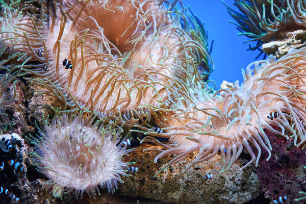 Pink coral underwater landscape.Pink coral in the aquarium