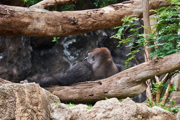 Gorila Meditando Zoo Gorila Zoológico — Fotografia de Stock
