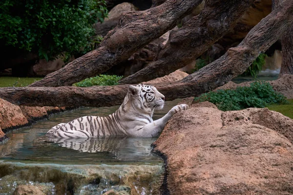White tiger in zoo.White Bengal tiger relaxing at zoo