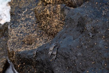 Yengeçler kayalıklarda ısınıyor. Tenerife 'deki Garachico Kasabasının eşsiz uçurumları.