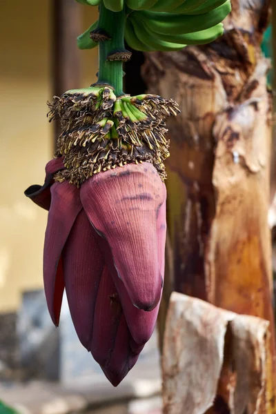 Flor Banana Bunch Bananeira Tenerife Ilhas Canárias — Fotografia de Stock