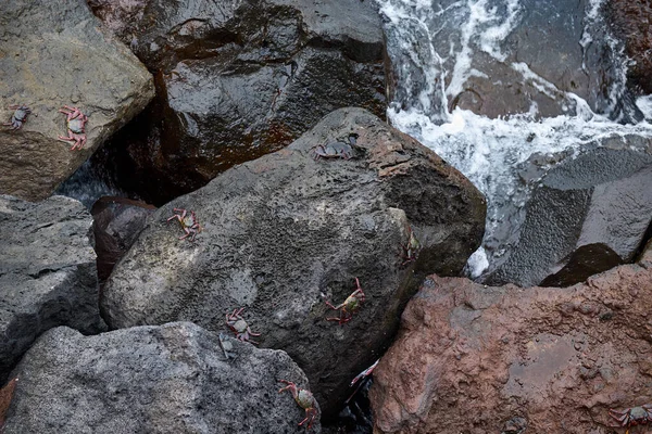 Los Cangrejos Están Calentando Las Rocas Los Acantilados Únicos Del —  Fotos de Stock