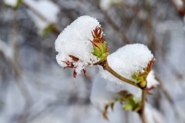 Rhus tifüs bitkisi karla kaplıdır. Karla kaplı bitki çiçekleri.