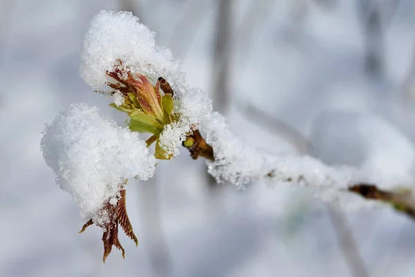 Rhus Typhina Planta Brotes Nieve Cubierta Nieve Plant Flores Cubiertas — Foto de Stock