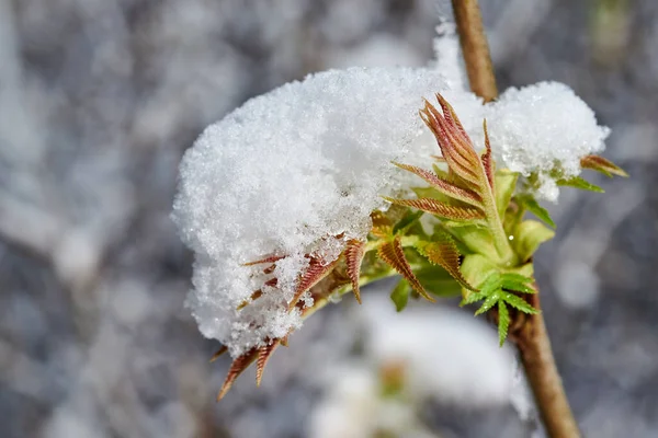 Rhus Tiphina Muguri Plante Zăpadă Acoperite Zăpadă Flori Plante Acoperite — Fotografie, imagine de stoc