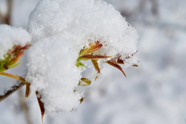 Бутоны Тифина Русе Покрыты Снегом Цветы Растений Покрыты Снегом — стоковое фото
