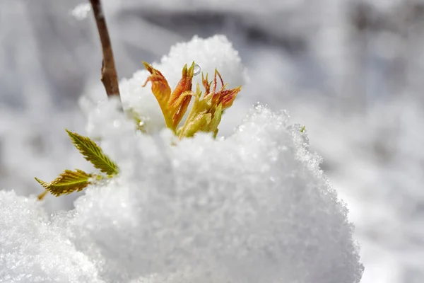 雪に覆われた根生菌株の芽雪 雪に覆われた植物の花 — ストック写真