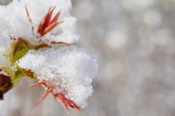 Rhus Typhina Växtknoppar Snötäckta Med Snö Växtblommor Täckta Med Snö — Stockfoto