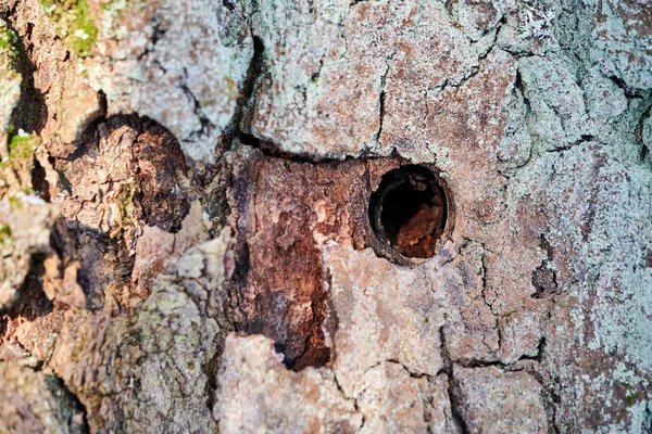 Old tree trunk with holes from woodworm and woodpecker.Woodpecker cut a hole in the tree