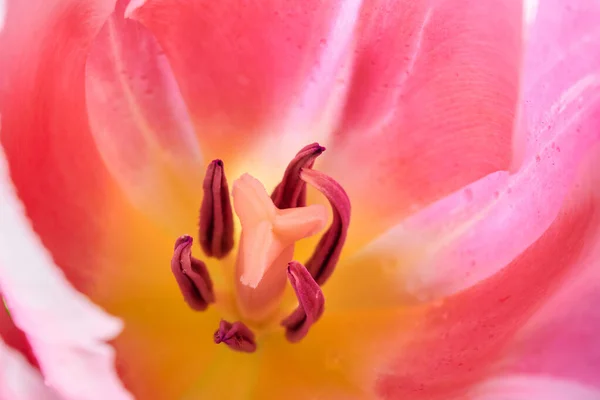 Rote Tulpenblumen Close Backgrounds Der Roten Tulpenblumen — Stockfoto