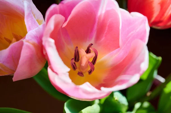 Rote Tulpenblumen Close Backgrounds Der Roten Tulpenblumen — Stockfoto