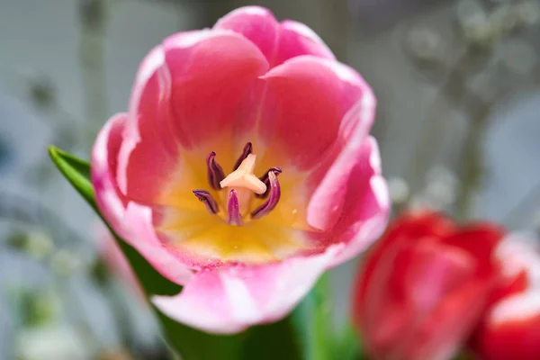 Les Fleurs Tulipes Rouges Ferment Fond Fleurs Tulipes Rouges — Photo