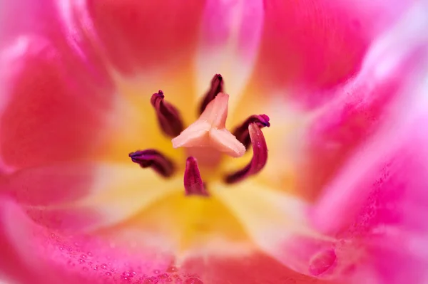 Les Fleurs Tulipes Rouges Ferment Fond Fleurs Tulipes Rouges — Photo