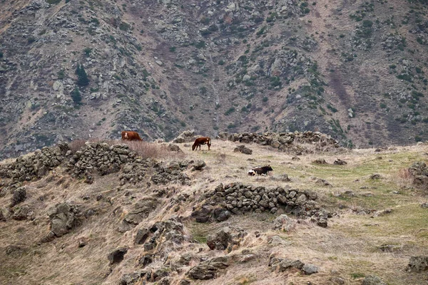 Tedo - a village in Georgia , in the Kazbegi municipality , in the Stepantsminda community , is located in the Dariali valley.Dariali Gorge. — Stock Image Tedo Village Georgia Kazbegi Municipality Stepantsminda Community Located Dariali Valley Stock Picture