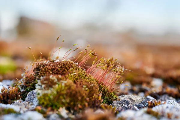 Brilliant Red Dung Moss Splachnum Rubrum Frozen Small Forest Vegetation — Stock Photo, Image