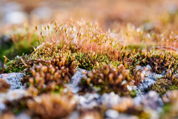 Brilliant Red Dung Moss Splachnum Rubrum Frozen Small Forest Vegetation — Stock Photo, Image