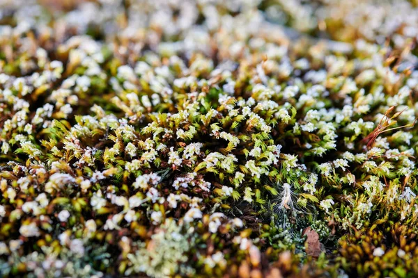 Background Frozen Moss Frozen Moss — Stock Photo, Image