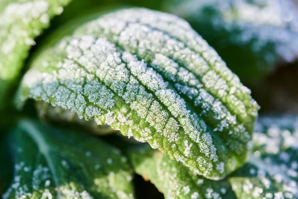 Frosty Green Leaves Plants Background Frozen Green Plants — Stock Photo, Image