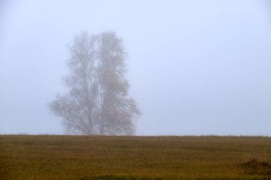 Litvanya 'da sonbahar sisi. Siste bir sürü ağaç var. Sonbahar manzarası.