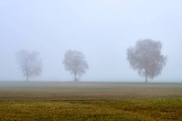 Brouillard Automne Lituanie Beaucoup Arbres Dans Brouillard Paysage Automne — Photo