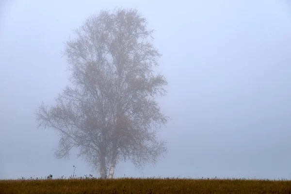 立陶宛的秋雾 雾中的树木很多 秋天的风景 — 图库照片