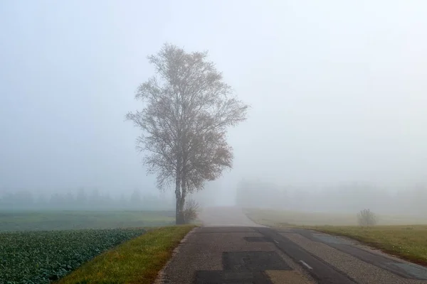 Brouillard Automne Lituanie Beaucoup Arbres Dans Brouillard Paysage Automne — Photo