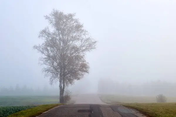 Brouillard Automne Lituanie Beaucoup Arbres Dans Brouillard Paysage Automne — Photo