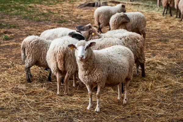 Pecora Bianca Domestica Mandria Pecore Bianche — Foto Stock