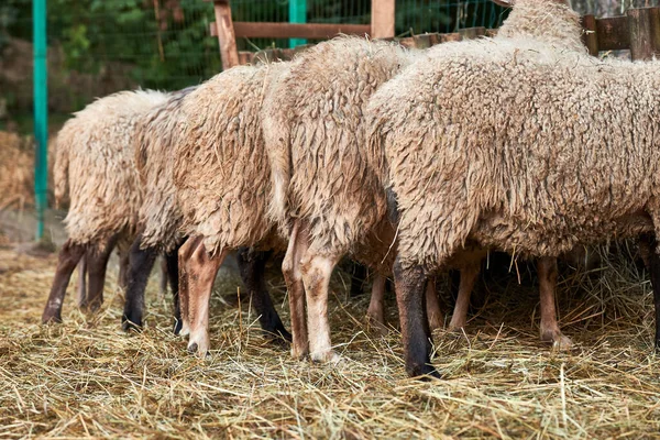 Pecora Bianca Domestica Mandria Pecore Bianche — Foto Stock