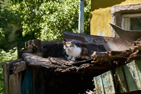 A homeless cat sits on a fence.Homeless cat