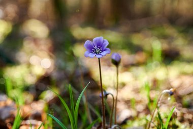 Ormanda çiçek açan menekşeler. Çiçekli hepatika.
