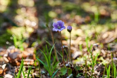 Ormanda çiçek açan menekşeler. Çiçekli hepatika.