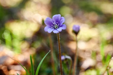 Ormanda çiçek açan menekşeler. Çiçekli hepatika.