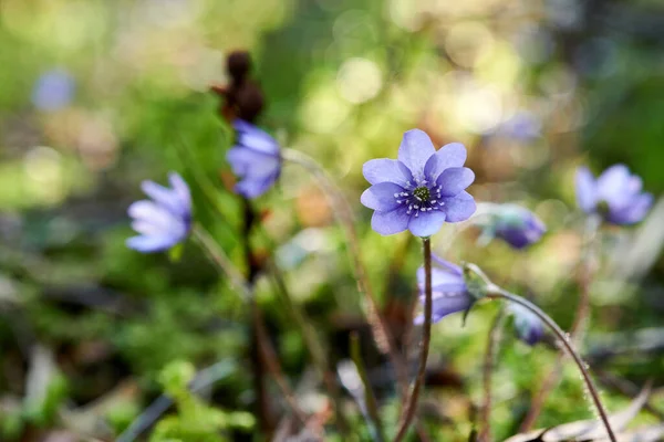 Violettes Fleurs Dans Forêt Hepatica Fleurs — Photo