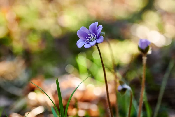 Ormanda çiçek açan menekşeler. Çiçekli hepatika.