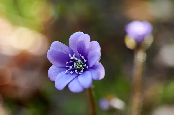 Ormanda çiçek açan menekşeler. Çiçekli hepatika.