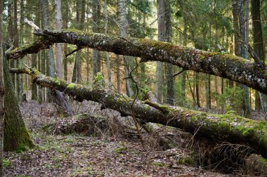 Ağaçların arasında devrilmiş yaşlı bir ağaç. Yosun dolu eski bir ağaç. Devrilmiş bir ağaç.