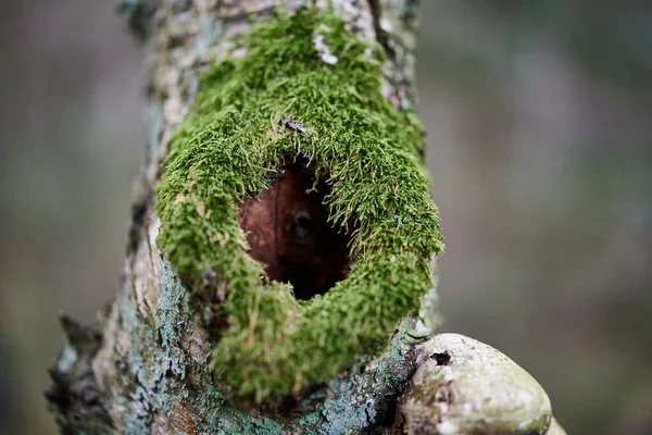 Black Hole Tree Trunk Entry Bird Nest Old Woodpecker Tree — Stock Photo, Image