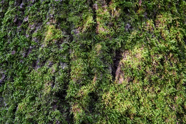 Üzerinde Yosun Olan Eski Bir Ağaç Yeşil Yosun Arkaplan — Stok fotoğraf