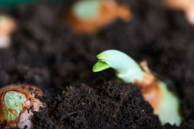 Yerden soğan ekiyorum. Kara toprağa soğan ektim.