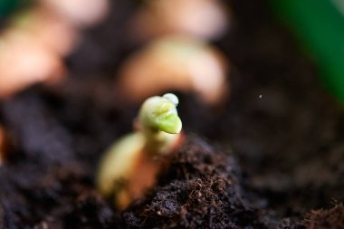 Yerden soğan ekiyorum. Kara toprağa soğan ektim.