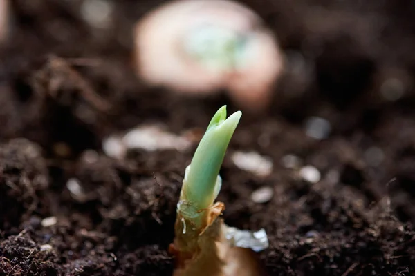 Cebola Brotando Chão Cebolas Plantadas Solo Preto — Fotografia de Stock