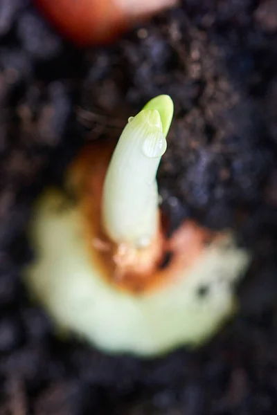 Sprouting Onion Ground Planted Onions Black Soil — Stock Photo, Image