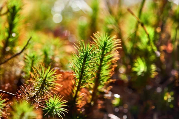 森林中美丽的苔藓背景 近距离观察美丽的绿色苔藓 — 图库照片