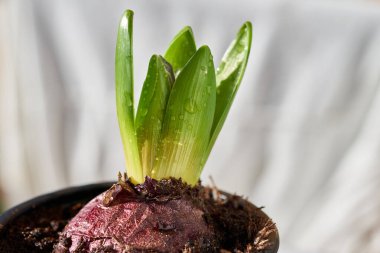 Genç çiçek soğanı toprağa ekilir. Genç çiçek filizlenir.