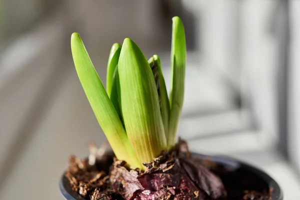 Young flower bulb planted in soil.Young flower seedling