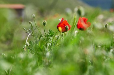 İki kırmızı çiçekli gelincik. İki kırmızı çiçekli gelincik eski bir şatonun arka planında.