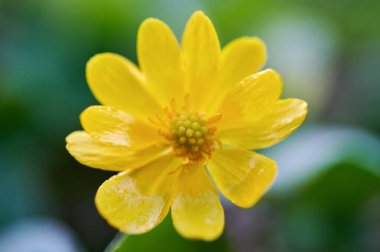 Sarı çiçekli Caltha Palustris. Caltha Palustris Halkası.