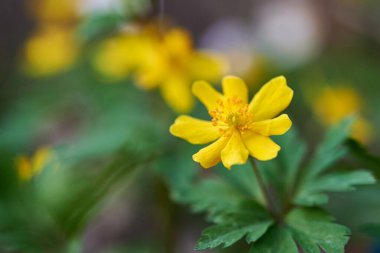 Sarı çiçekli Caltha Palustris. Caltha Palustris Halkası.