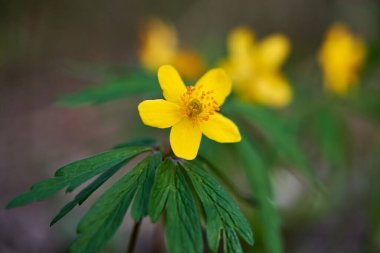 Sarı çiçekli Caltha Palustris. Caltha Palustris Halkası.